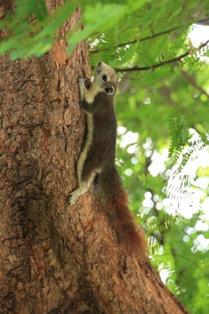 Squirrel on a Tree in Garden 
