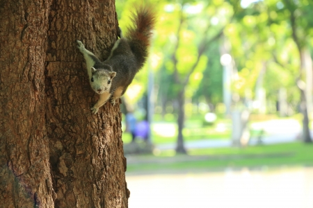 Friendly Squirrel on a Tree in Garden の写真素材