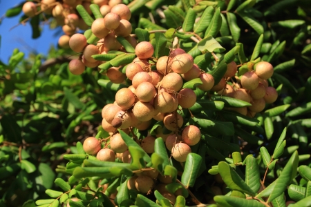 Longan on the Green Tree の写真素材