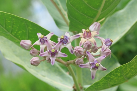Purple Crown Flower, Giant Indian Milkweed, Gigantic  の写真素材