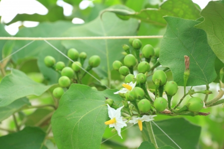 Green Solanum Torvum Sw with Flowers in the Farm  の写真素材
