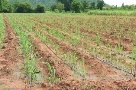 Water Irrigation System on a Field with a Sugar Cane Farm Plentifully の写真素材