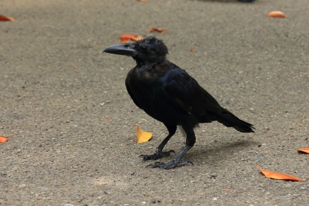 Thai Crow  Corvus Brachyrhynchos  の写真素材