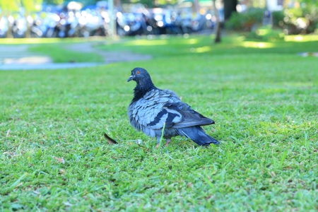 Asian Pigeon in Garden の写真素材