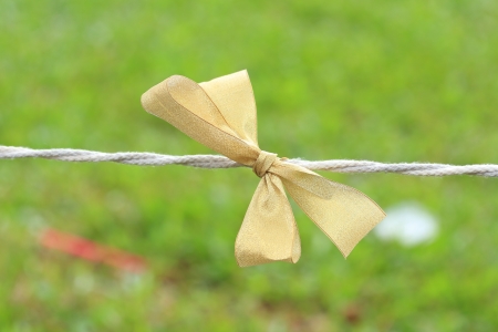 Golden Gitf Bow Ribbon の写真素材