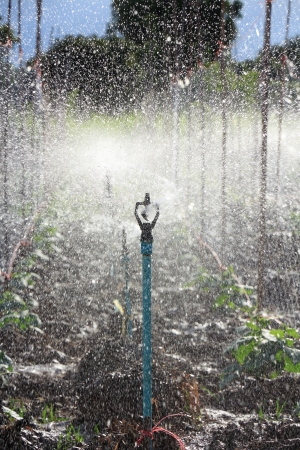 Water Sprinkler System Working on a Cucamber Plantation の写真素材