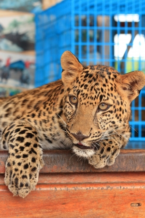 Portrait of Young Leopard の写真素材