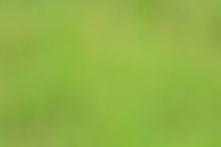 Soft Green Abstract Pattern Background の写真素材