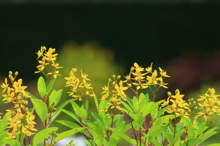 Yellow Flower の写真素材