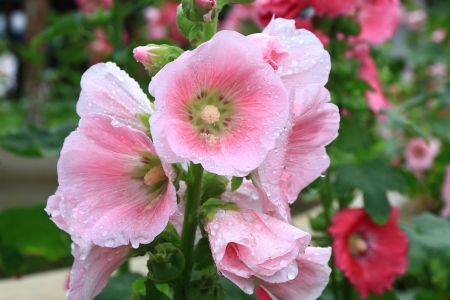  Hollyhock Flower, Beautiful Pink Flower の写真素材