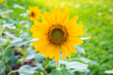 Sun Flower の写真素材