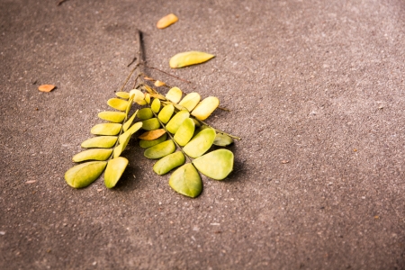 Vintage Yellow Leaves on Floor の写真素材