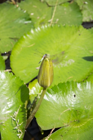 Dragonfly on the Water Lily in an Early Summer の写真素材