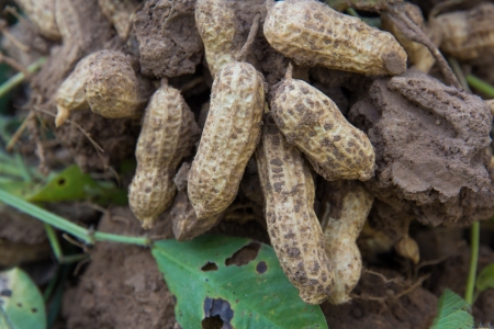 Harvest of Peanut Plants 