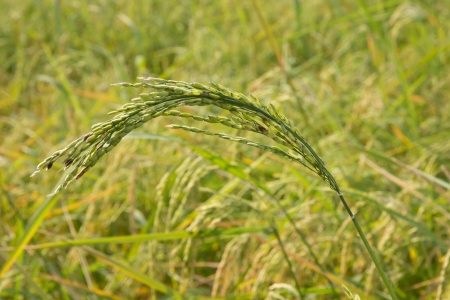 Green Ear of Rice in Thailand の写真素材