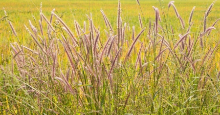 Grass Flowers の写真素材