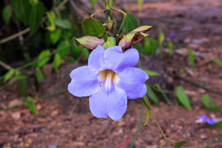 Thumbergia Laurifolia Flower の写真素材