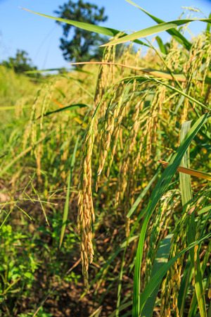 Rice Field in Thailand の写真素材