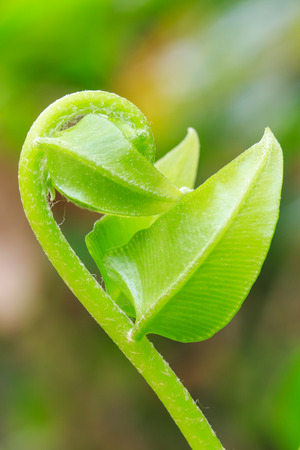 New Life の写真素材