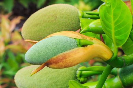 Green Jack Fruit 