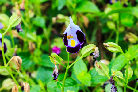 Flower, Torenia Fournieri Lindl  ex Fourn 