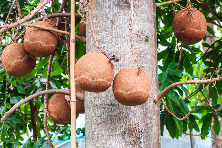 Group of Cannonball Tree Fruit の写真素材
