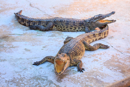 Crocodiles Mouth の写真素材