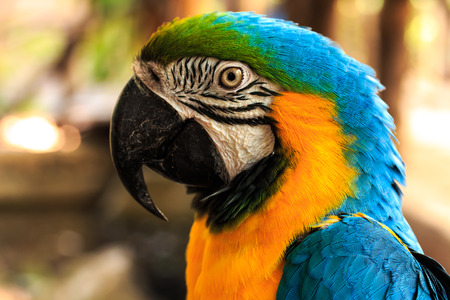 Parrot Macaw Beautiful Colors 