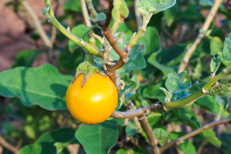 Thai Yellow Eggplant in the Farm の写真素材