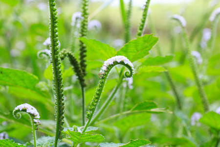 Heliotropium indicum, Thai herb の写真素材
