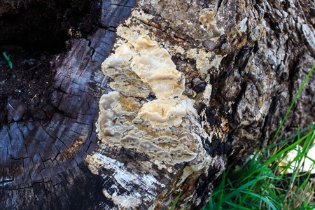 Old Stump with Mushrooms 