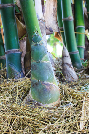 Shoot of Bamboo in the rain forest の写真素材