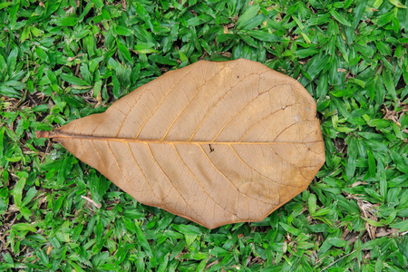 Dried Fallen Leave on the Ground の写真素材