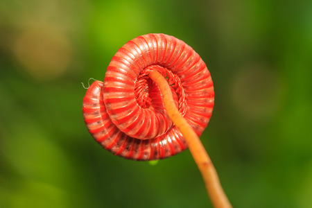 Millipede is Insects that have Several Legs 