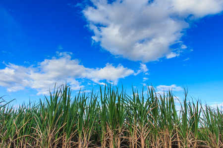 Sugarcan Plantation with Blue Sky の写真素材