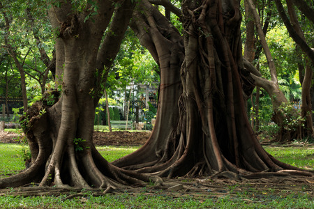 Close up of tree branch in the park.の写真素材