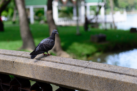 Pigeon on bridge.の写真素材