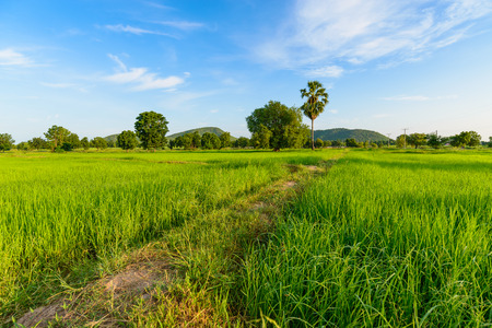 Rice Field in the Morning.の写真素材