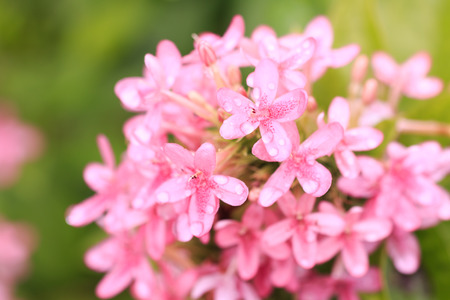 Ixora pink flowers.の写真素材