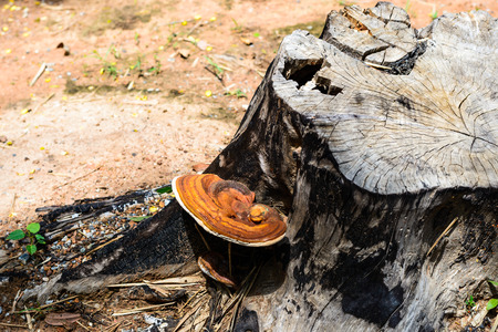 Turkey Tail Fungus (Trametes Versicolor).の写真素材