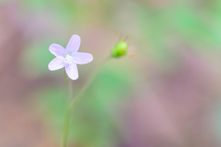Wild flower with soft focus.