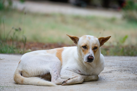 Sadness white dog sleeping on cement floor.の写真素材