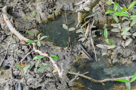 Mudskipper in wetlands.の写真素材