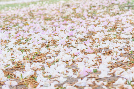 Abstract soft background pink flowers.の写真素材
