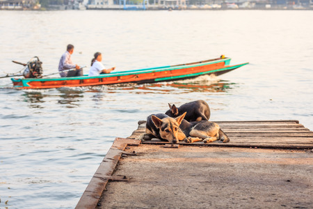 Dogs waiting for someone at pier.の写真素材