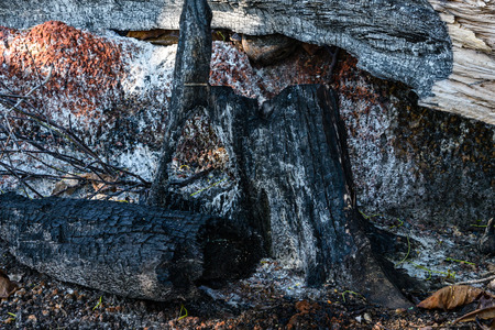 Burned tree stump.の写真素材