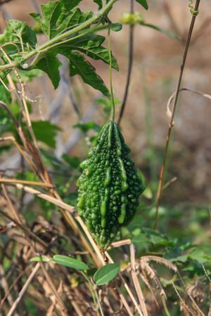 Bitter gourd fruit, Thai herb.の写真素材
