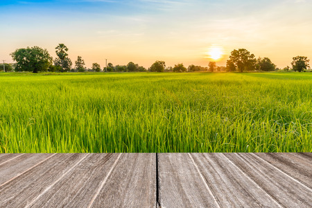 Vintage wooden texture with rice field in the morning.の写真素材