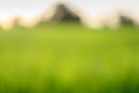 Blurred of rice field in the morning.の写真素材