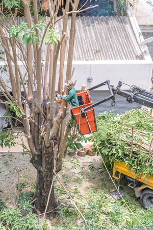 Gardener pruning a tree with chainsaw on crane.の写真素材